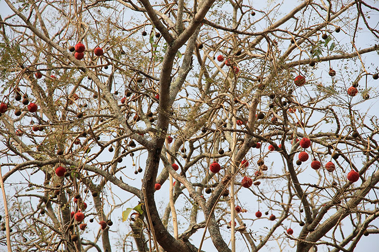 arbre_noel