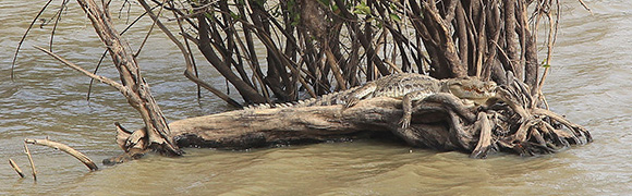 croco