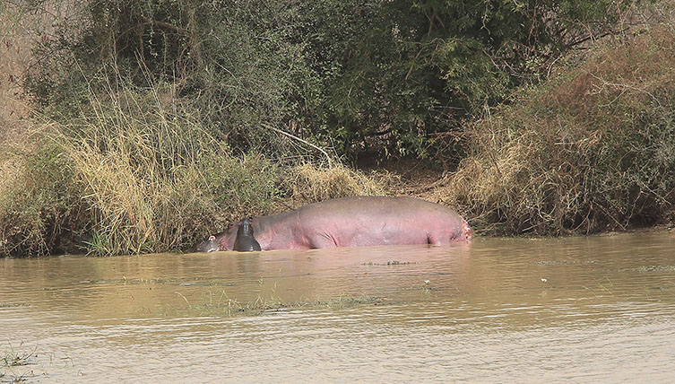 hippo